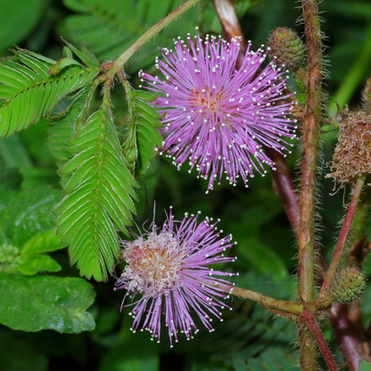 50 Sensitive Plant Seeds – Touch Me Not