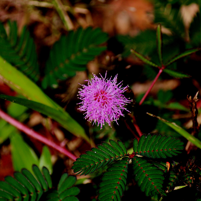 Touch-sensitive Mimosa plant with vibrant purple flowers. HarvestNest Seeds