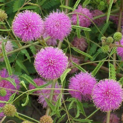 50 Sensitive Plant Seeds – Touch Me Not
