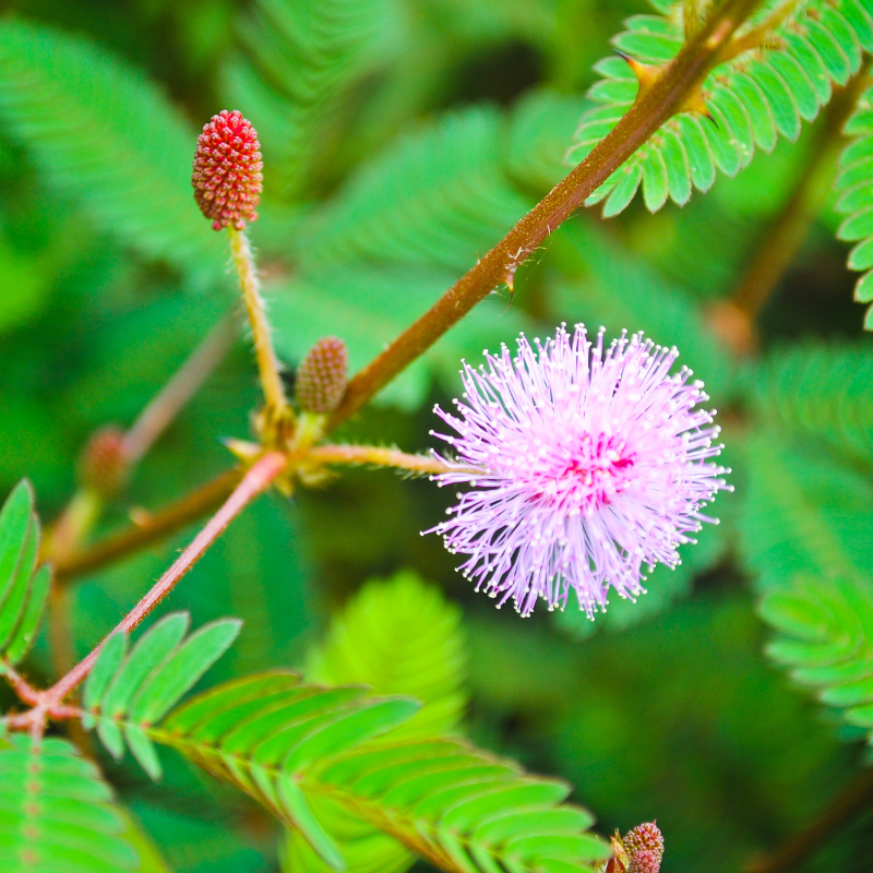 50 Sensitive Plant Seeds – Touch Me Not