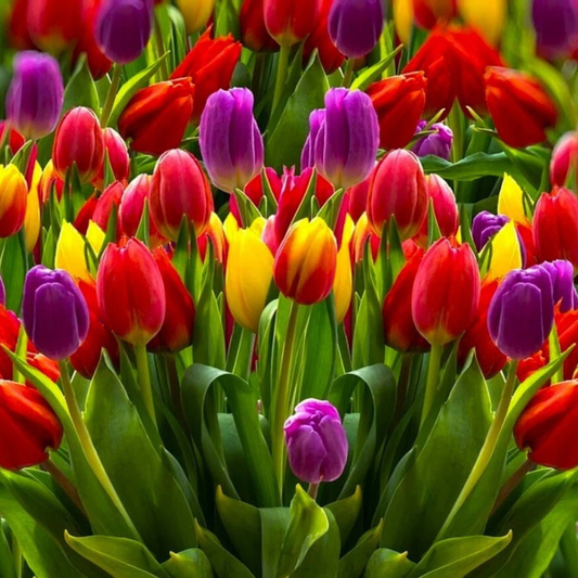 Vibrant spring tulip mix in full bloom HarvestNest Seeds