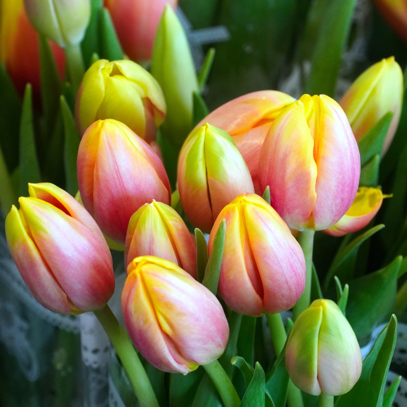 50 Tulip Bulb Seeds
