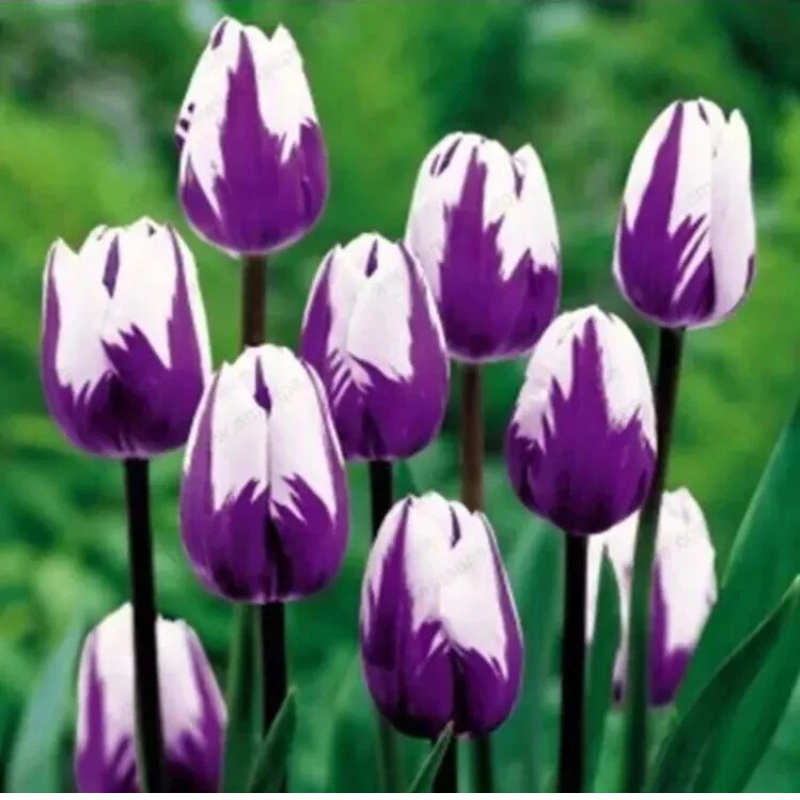 Vibrant purple and white tulips blooming in spring garden. HarvestNest Seeds