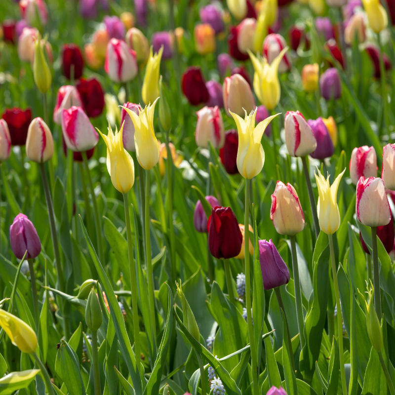 50 Tulip Bulb Seeds