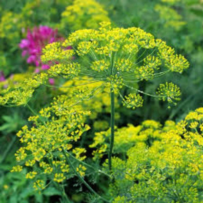 50 Bouquet Dill Seeds | NON-GMO | Heirloom
