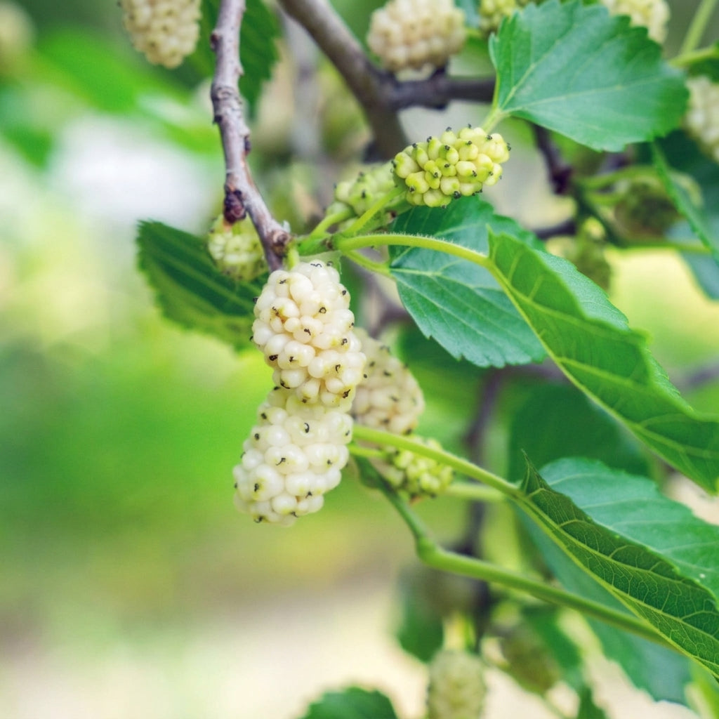 50 White Mulberry Tree Seeds – Morus alba