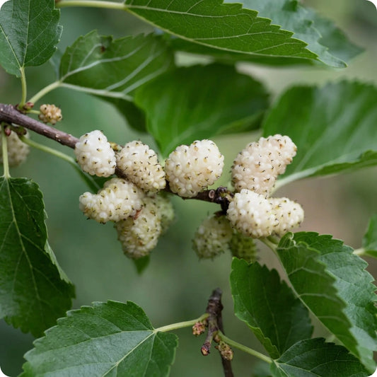 50 White Mulberry Tree Morus alba seeds for growing fruit and shade trees. HarvestNest Seeds
