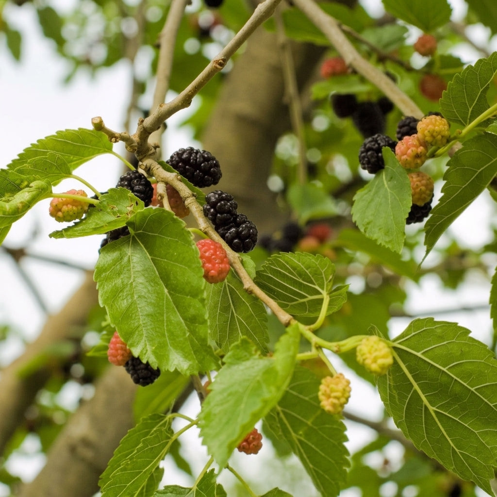 50 White Mulberry Tree Seeds – Morus alba
