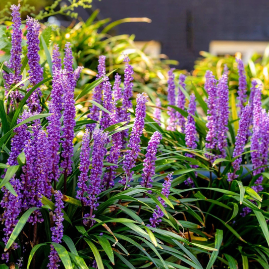 Vibrant purple Big Blue Lilyturf flowers in full bloom with lush green foliage. HarvestNest Seeds
