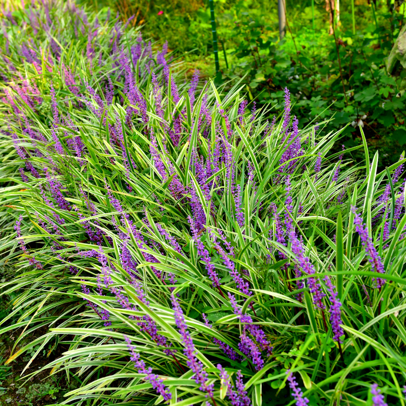 5 Big Blue Lilyturf Seeds