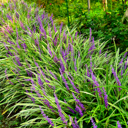 5 Big Blue Lilyturf Seeds