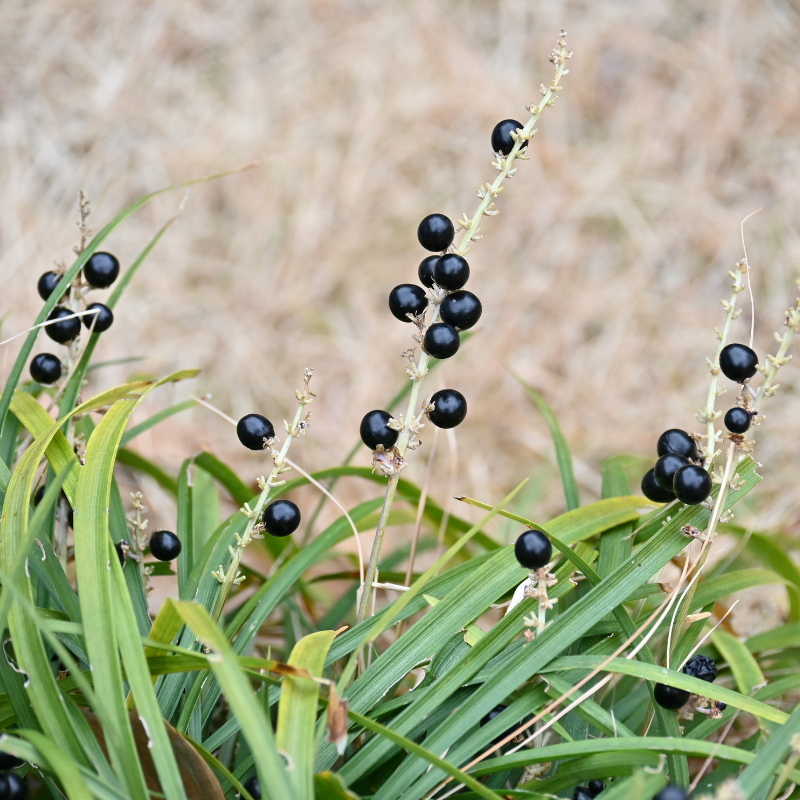 5 Big Blue Lilyturf Seeds