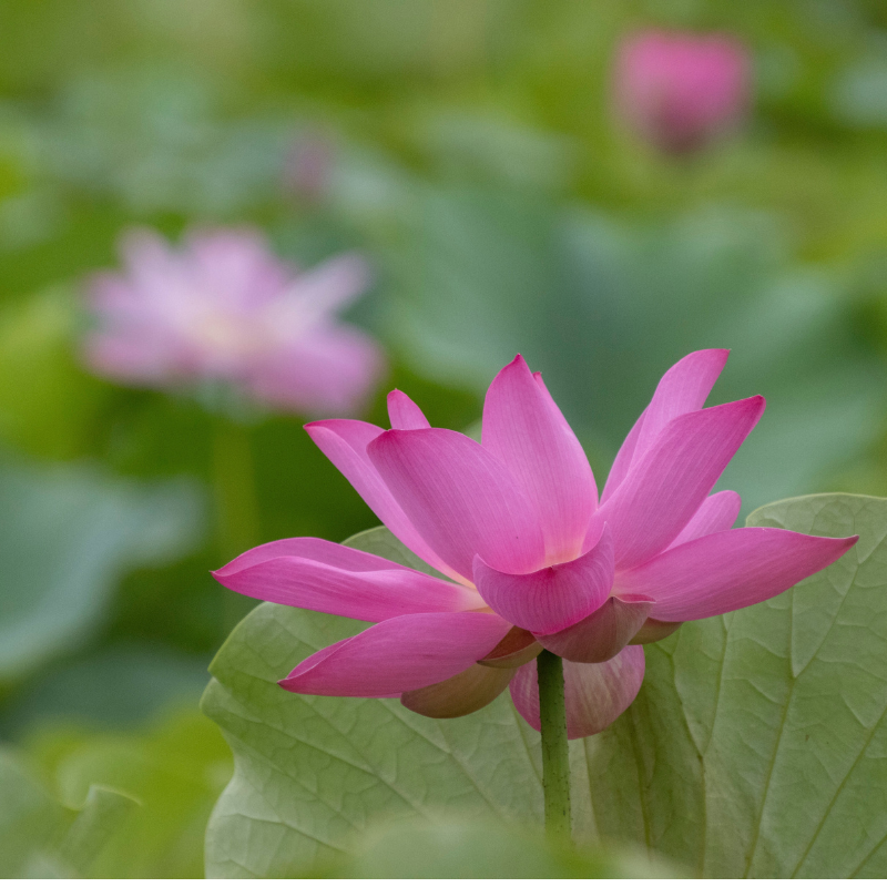5 Lotus Flower Seeds – Beautiful Aquatic Blooms