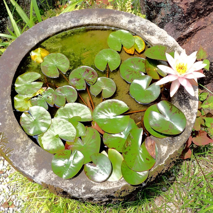 Vibrant lotus flower blooming in a serene water garden with green lily pads. HarvestNest Seeds