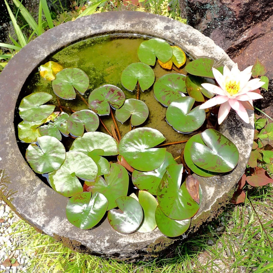 Vibrant lotus flower blooming in a serene water garden with green lily pads. HarvestNest Seeds