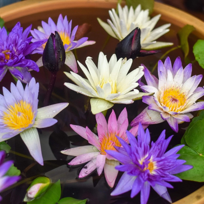 5 Lotus Flower Seeds – Beautiful Aquatic Blooms