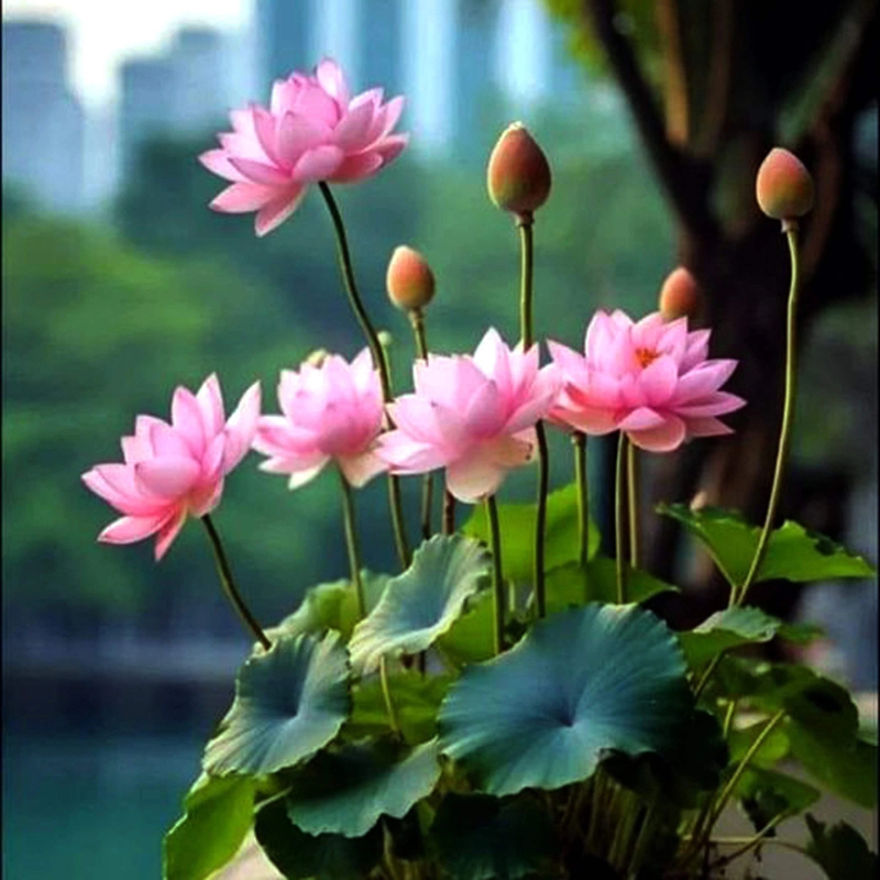 5 Lotus Flower Seeds – Beautiful Aquatic Blooms