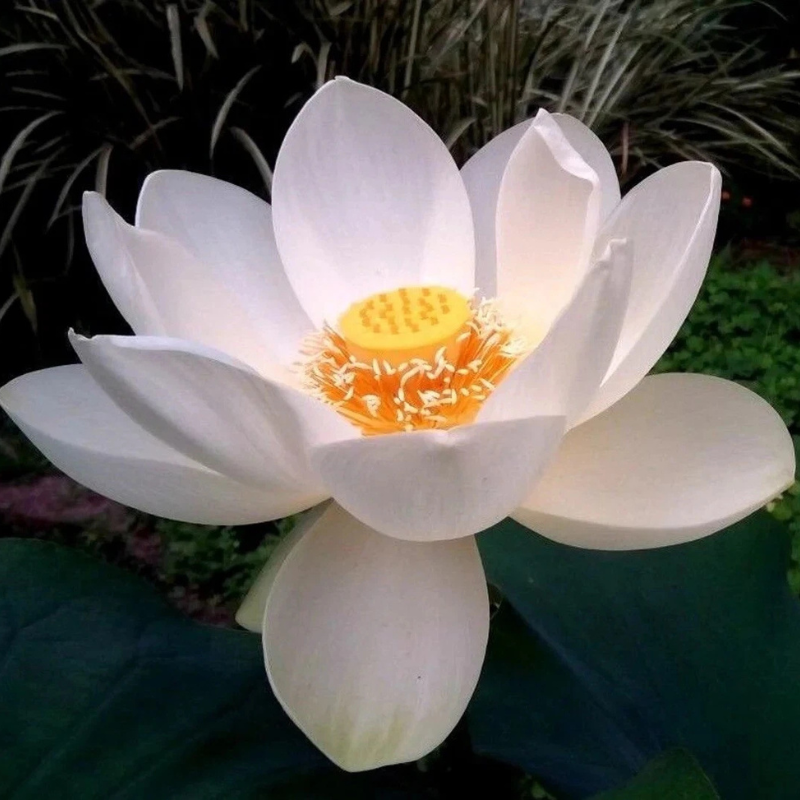 5 Lotus Flower Seeds – Beautiful Aquatic Blooms