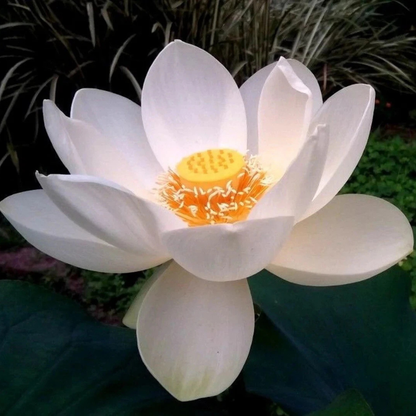 5 Lotus Flower Seeds – Beautiful Aquatic Blooms