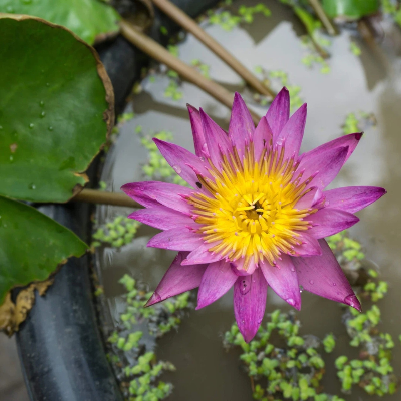 Vibrant pink lotus flower with bright yellow center blooming in pond, top view. HarvestNest Seeds