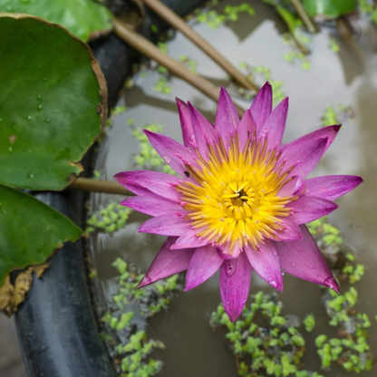 Vibrant pink lotus flower with bright yellow center blooming in pond, top view. HarvestNest Seeds