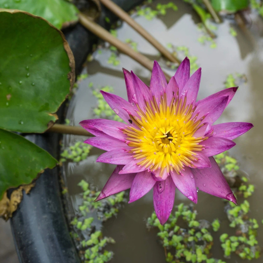 Vibrant pink lotus flower with bright yellow center blooming in pond, top view. HarvestNest Seeds