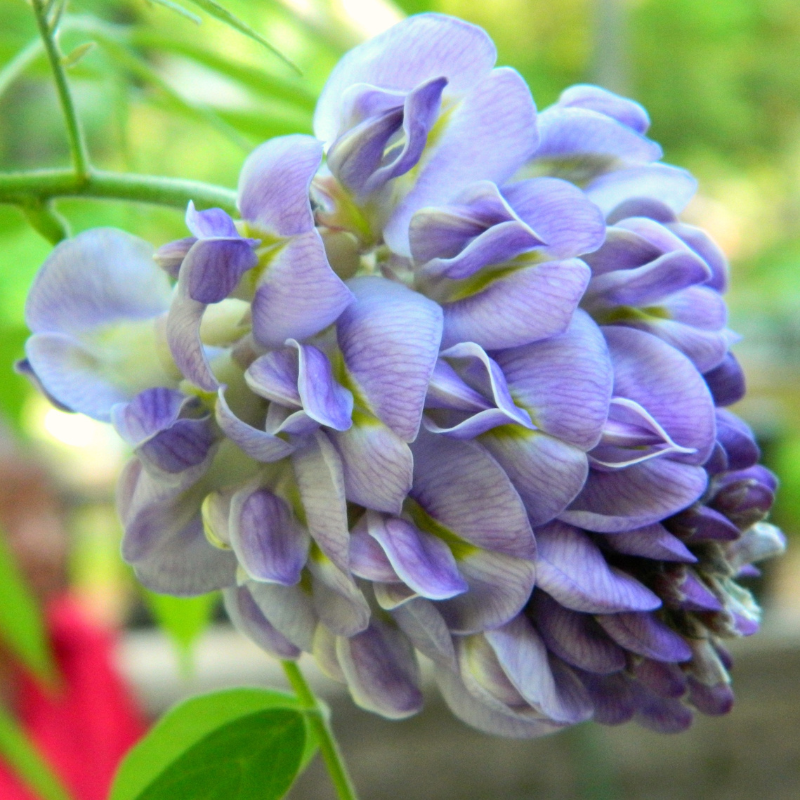 5 Purple Wisteria Seeds