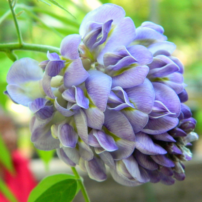 5 Purple Wisteria Seeds