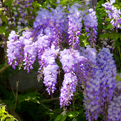 Lush purple wisteria flowers cascading gracefully in bloom. HarvestNest Seeds