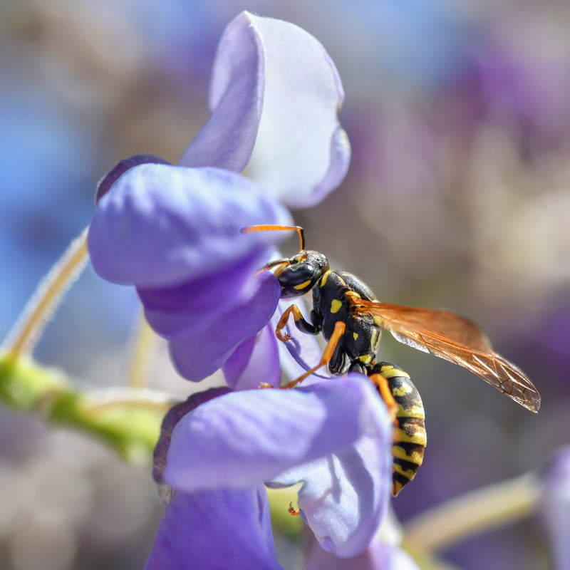 Purple wisteria vine in full bloom with bee. HarvestNest Seeds