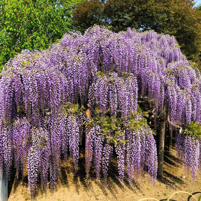 5 Purple Wisteria Seeds