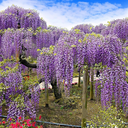 5 Purple Wisteria Seeds