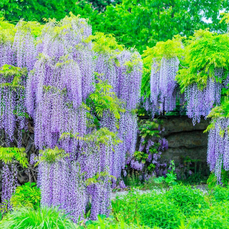 5 Purple Wisteria Seeds