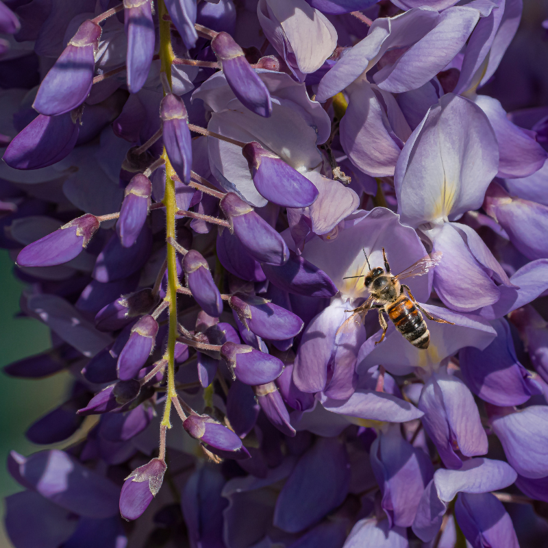 5 Purple Wisteria Seeds