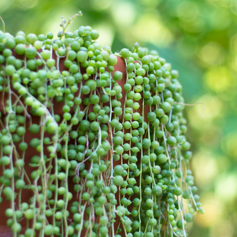 Elegant cascading green beads of String of Pearls succulent in sunlight. HarvestNest Seeds