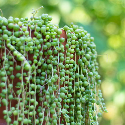 Elegant cascading green beads of String of Pearls succulent in sunlight. HarvestNest Seeds
