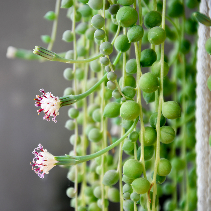 5 String of Pearls Succulent Seeds – Rare Trailing Plant