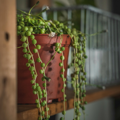 5 String of Pearls Succulent Seeds – Rare Trailing Plant