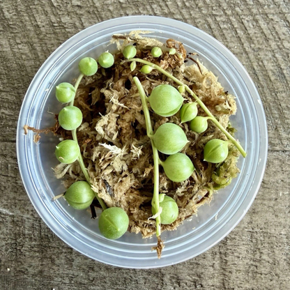 5 String of Pearls Succulent Seeds – Rare Trailing Plant