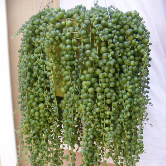 5 String of Pearls Succulent Seeds – Rare Trailing Plant