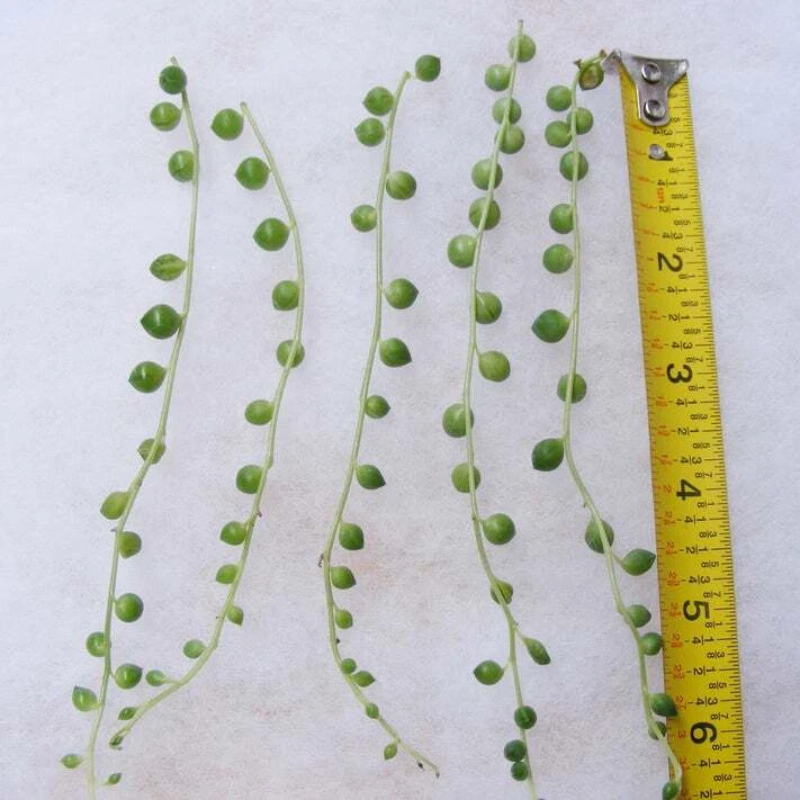 5 String of Pearls Succulent Seeds – Rare Trailing Plant