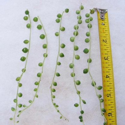 5 String of Pearls Succulent Seeds – Rare Trailing Plant