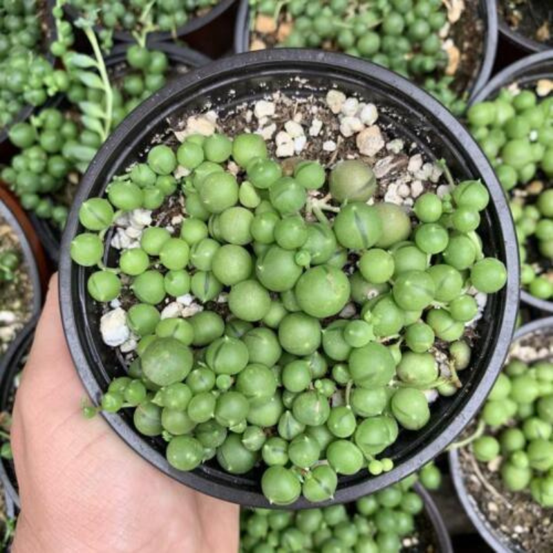 Green trailing string succulent with round beads, perfect for indoor or hanging planters. HarvestNest Seeds