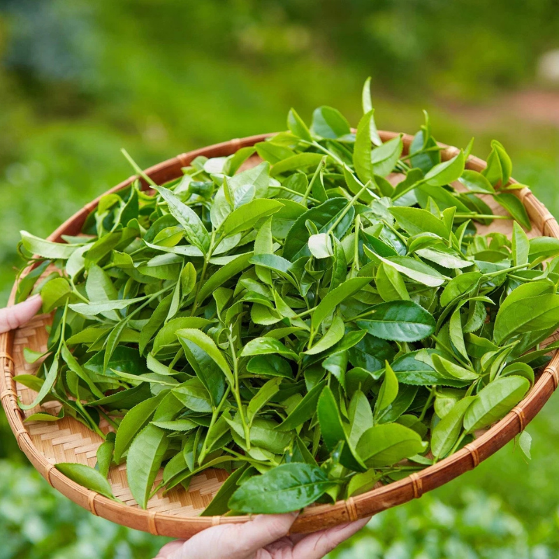 5 Tea Plant Shrub Seeds