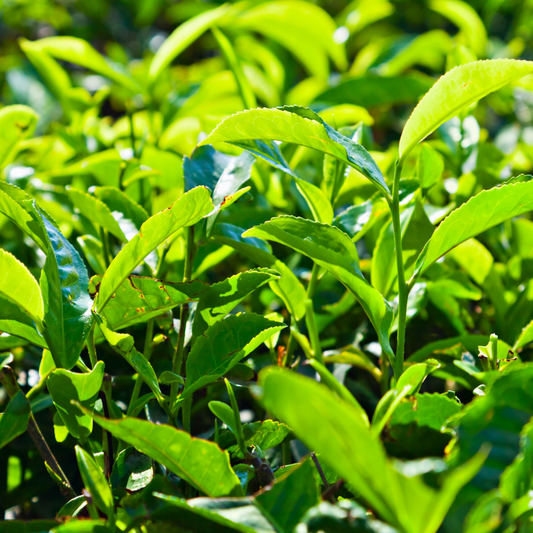 Fresh, vibrant green tea plant leaves growing in sunlight, ideal for herbal tea gardens. HarvestNest Seeds