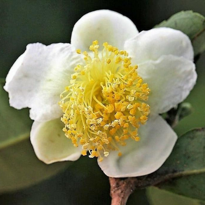 5 Tea Plant Shrub Seeds