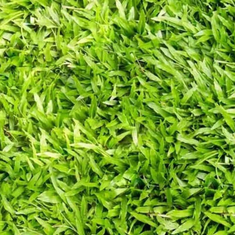 6000 - 8000 Centipede Grass Seeds - Starter Pack - HarvestNest Seeds