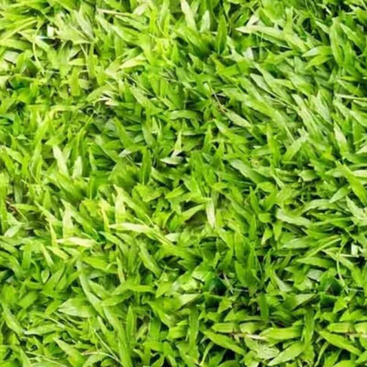 6000 - 8000 Centipede Grass Seeds - Starter Pack - HarvestNest Seeds