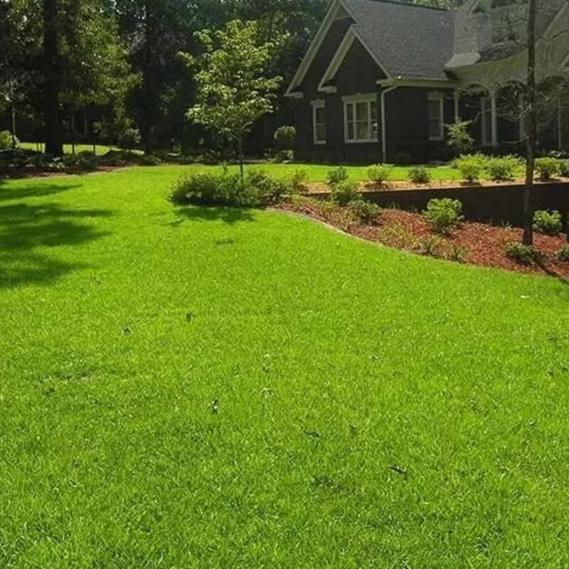 6000 - 8000 Centipede Grass Seeds - Starter Pack - HarvestNest Seeds