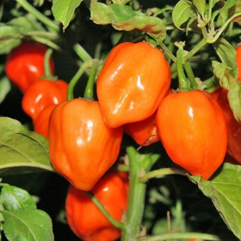 Bright orange habanero peppers ripening on healthy garden plants. HarvestNest Seeds
